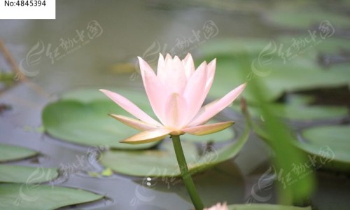 黑芝麻与白芝麻功效网 - 为你提供黑芝麻与白芝麻功效区别、黑芝麻有什么作用和功效